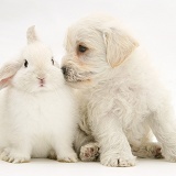 Woodle pup and white bunny