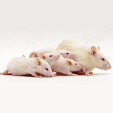 Himalayan rat and babies