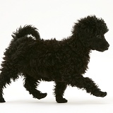 Black Miniature Poodle, trotting across