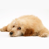 Apricot Miniature Poodle