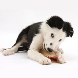 Black-and-white Border Collie puppy