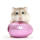 Roborovski Hamster and Easter egg