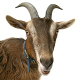 Pygmy x Toggenburg goat