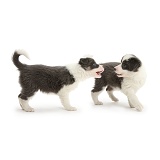 Two blue-and-white Border Collie pups arguing