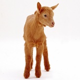 Goat kid standing