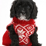 Cute Cavapoo puppy in jersey