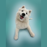 White Japanese Spitz dog