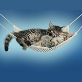 Cute tabby kittens sleeping in a hammock blue background