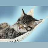 Cute tabby kitten sleeping in a hammock, blue background