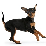 Miniature Pinscher puppy dancing