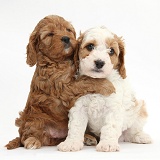 Cute Cavapoo puppies hugging