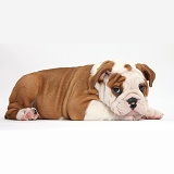 Bulldog puppy with chin on paws
