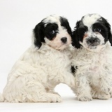 Cute Cavapoo puppies