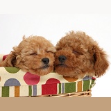 Two cute sleepy red Toy Poodle puppies