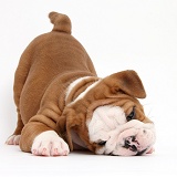 Cute playful bulldog pup
