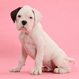 Black eared white Boxer puppy on pink background