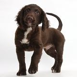 Chocolate Cocker Spaniel puppy