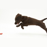 Chocolate Cocker Spaniel puppy leaping