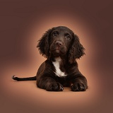 Chocolate Cocker Spaniel puppy on brown background