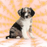 Merle Mini American Shepherd Mandelbrot puppy