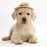 Yellow Labrador pup wearing a straw hat