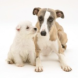 Whippet and cute Westie puppy