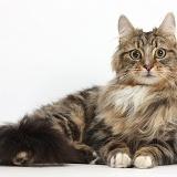 Tabby Maine Coon cat