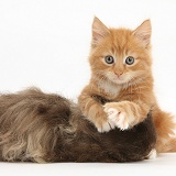 Ginger kitten, 7 weeks old, and shaggy Guinea pig