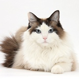 Ragdoll cat