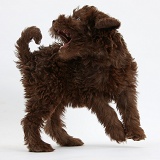 Chocolate Labradoodle puppy trying to catch its tail