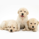 Three Golden Retriever puppies, 5 weeks old