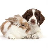 Working English Springer Spaniel puppy and rabbit