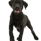 Black Labrador Retriever pup
