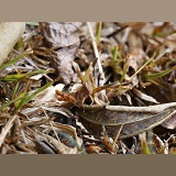 Grasshopper camouflaged among dead leaves