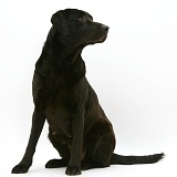 Black Labrador
