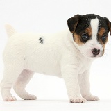 Jack Russell Terrier puppy, 4 weeks old, standing