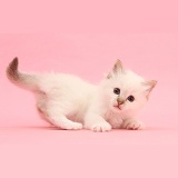 Colourpoint kitten lying on pink background