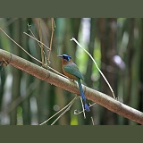 Blue crowned motmot on bamboo