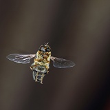 Hoverfly or Drone Fly hovering