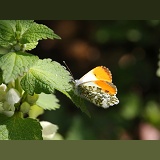 Orange-tip Butterfly sunning