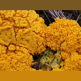 Yellow slime mould