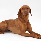 Hungarian Vizsla