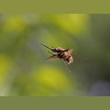 Bee fly hovering