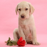 Yellow Labrador Retriever pup with red rose