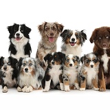Group of Miniature American Shepard dogs