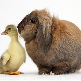 Cute Gosling and Lionhead Lop rabbit