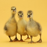 Three Embden x Greylag Goslings on yellow background