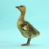 Embden x Greylag Gosling on blue background