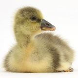 Embden x Greylag Gosling