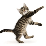 Playful tabby kitten dancing